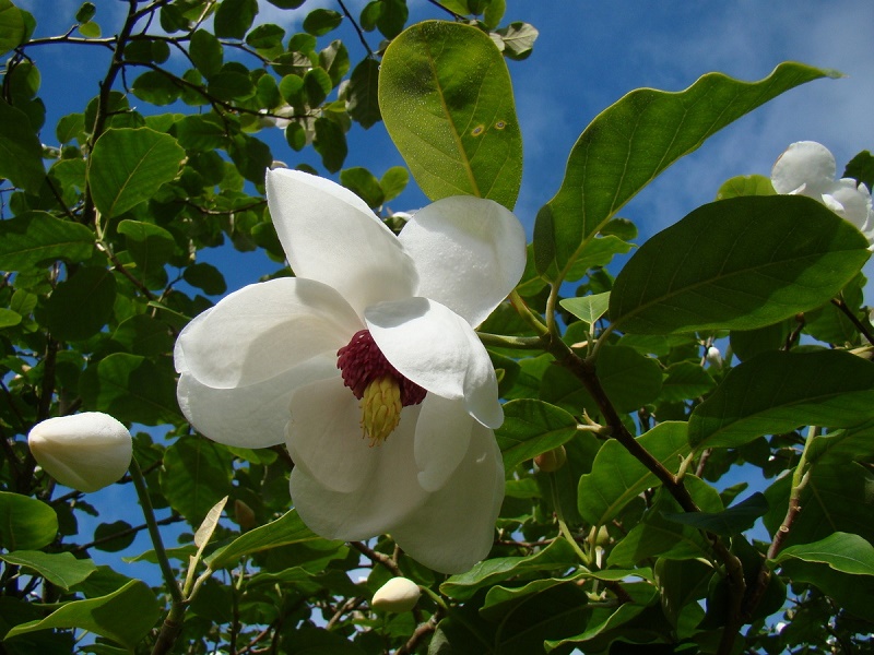 Magnolia sieboldii.jpg